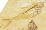 Limestone With Four Detailed Fossil Fish - Wyoming #384491-1